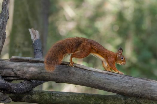A red squirrel gracefully perched on a log in a forest setting, showcasing wildlife in its natural habitat.