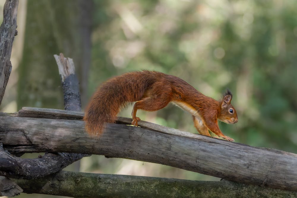 Squirrel Stew