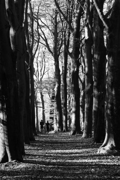 Free A tranquil black and white image of people walking through a sunlit forest pathway. Stock Photo