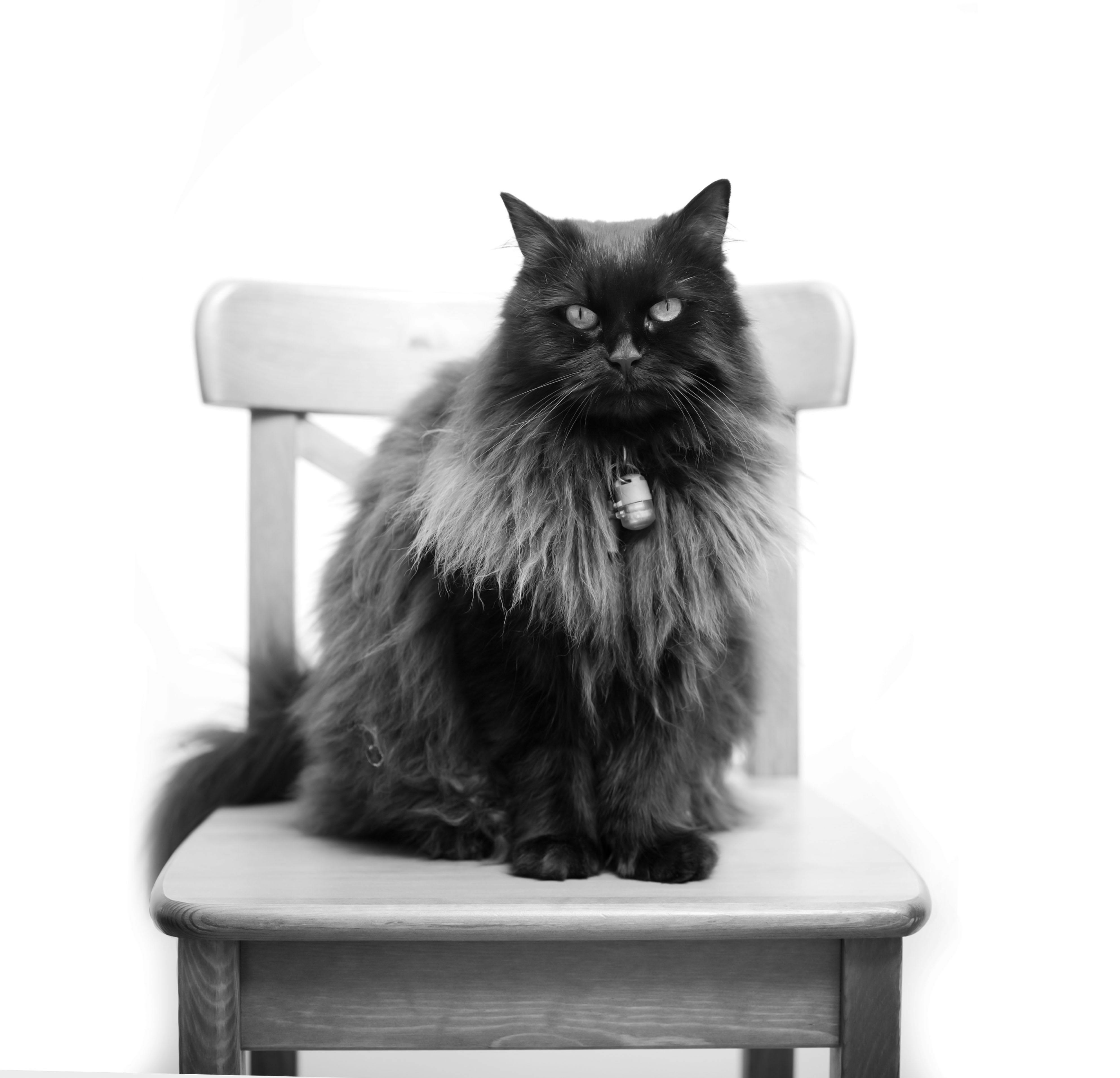 Black Shears Pet Grooming Opens in Griffin — Photo by Paul Groom Photography Bristol on Pexels