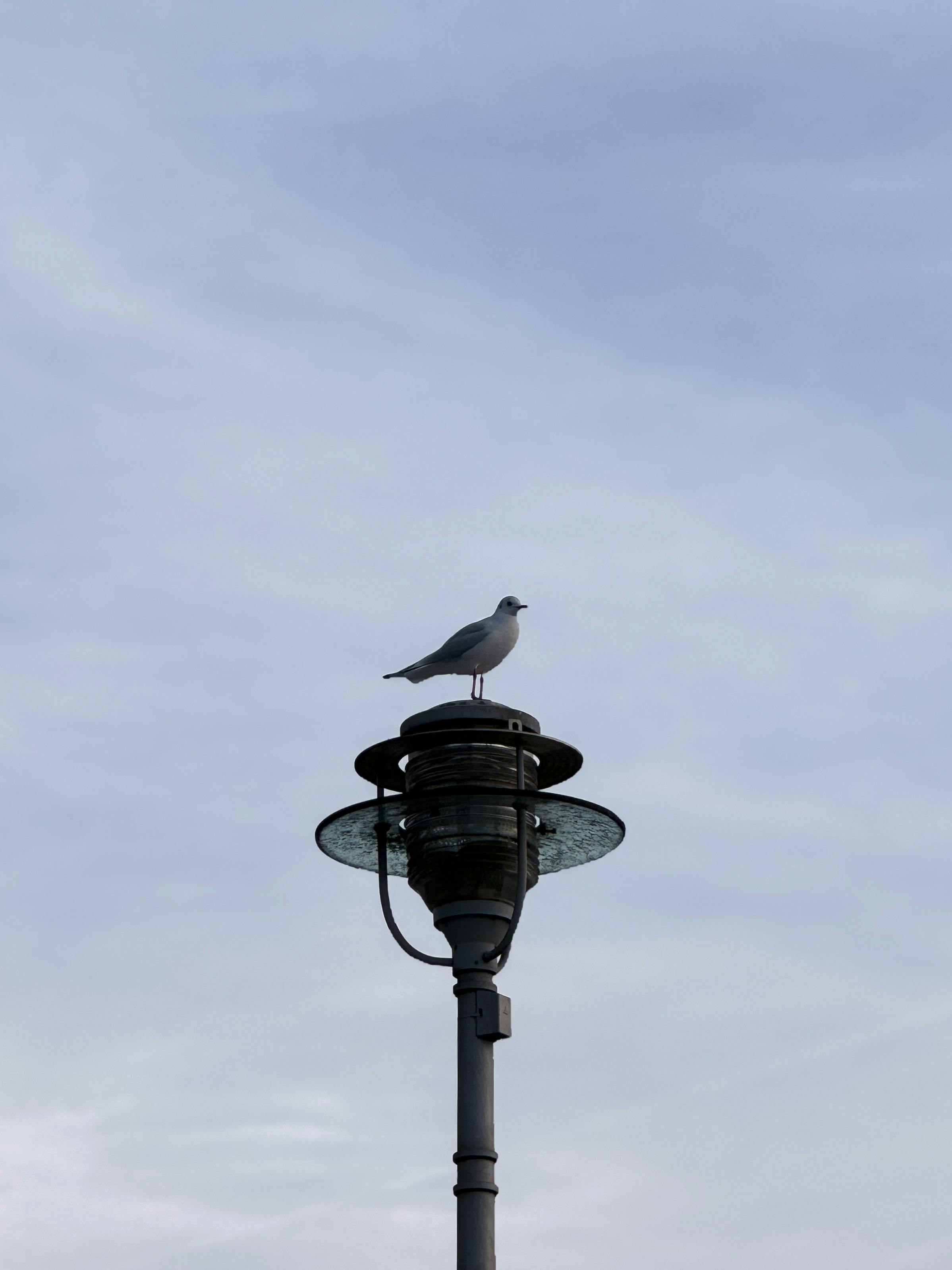 seagull perched on a lamp in berlin