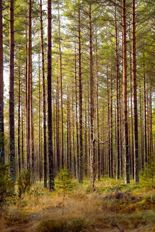 Free A serene pine forest with tall trees and natural sunlight filtering through the branches. Stock Photo