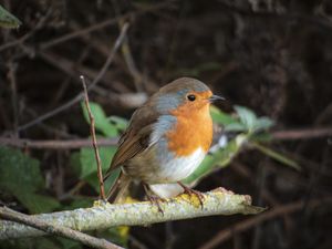 Robin perched on a branch