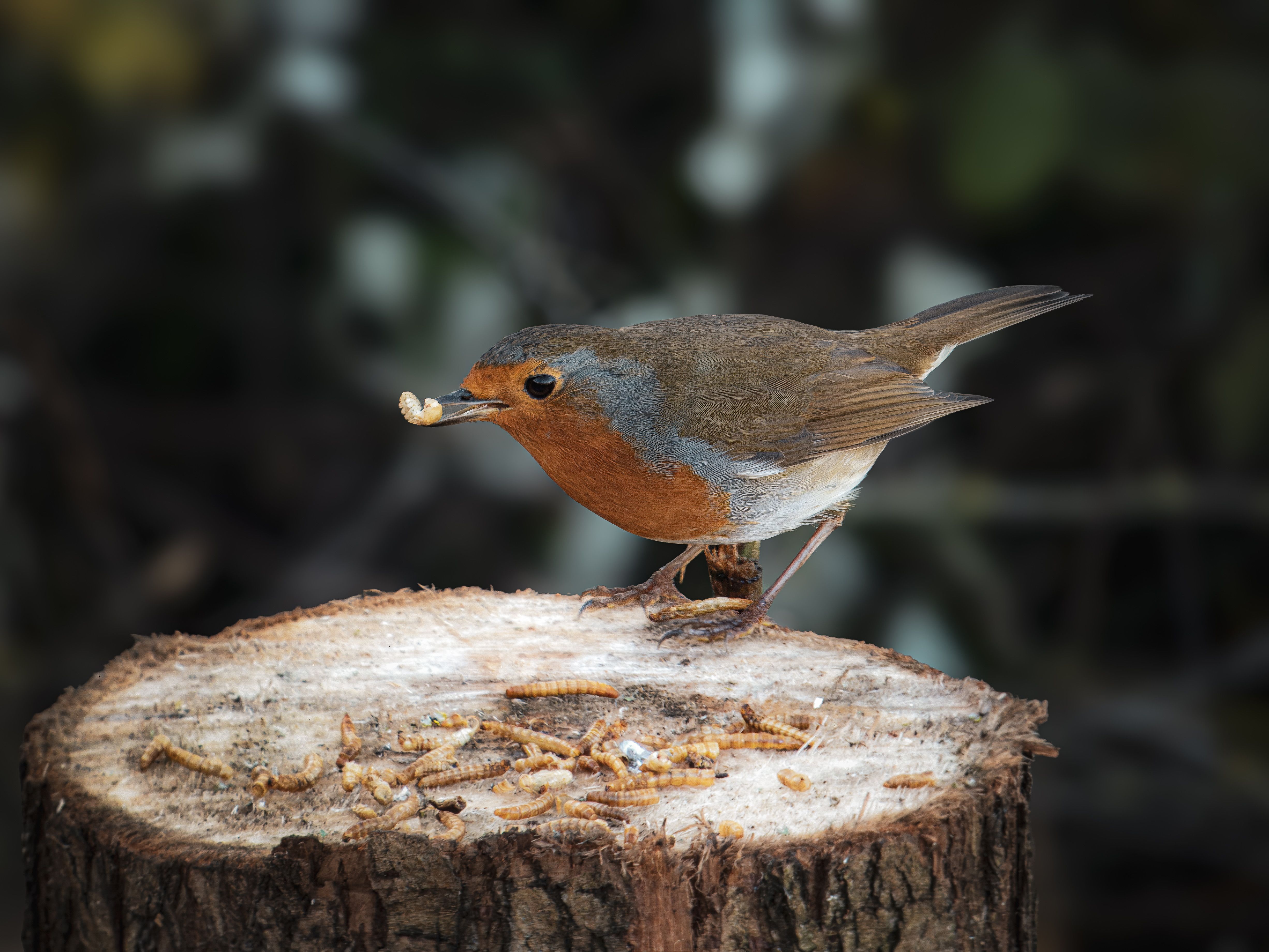 European Robin Feeding on Tree Stump · Free Stock Photo
