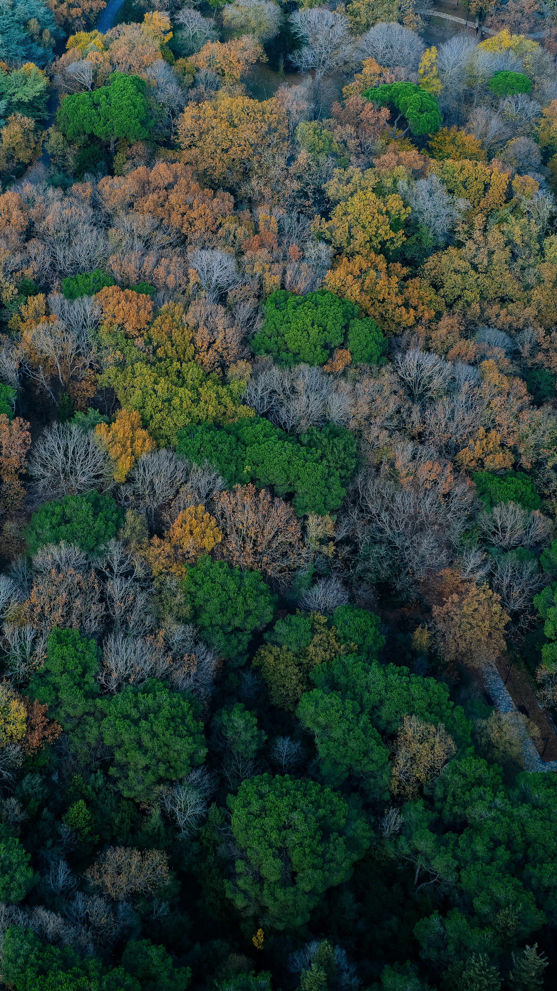 Aerial View of Vibrant Autumn Forest Canopy · Free Stock Photo