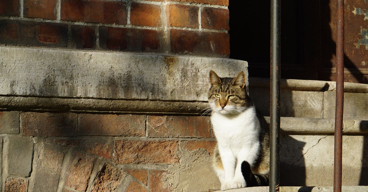 Cost of Kidney Disease Treatment in Cats: A Complete Guide for Senior Cat Owners