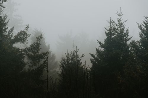 Free Dense fog envelops a pine forest in Germany's Black Forest region. Stock Photo