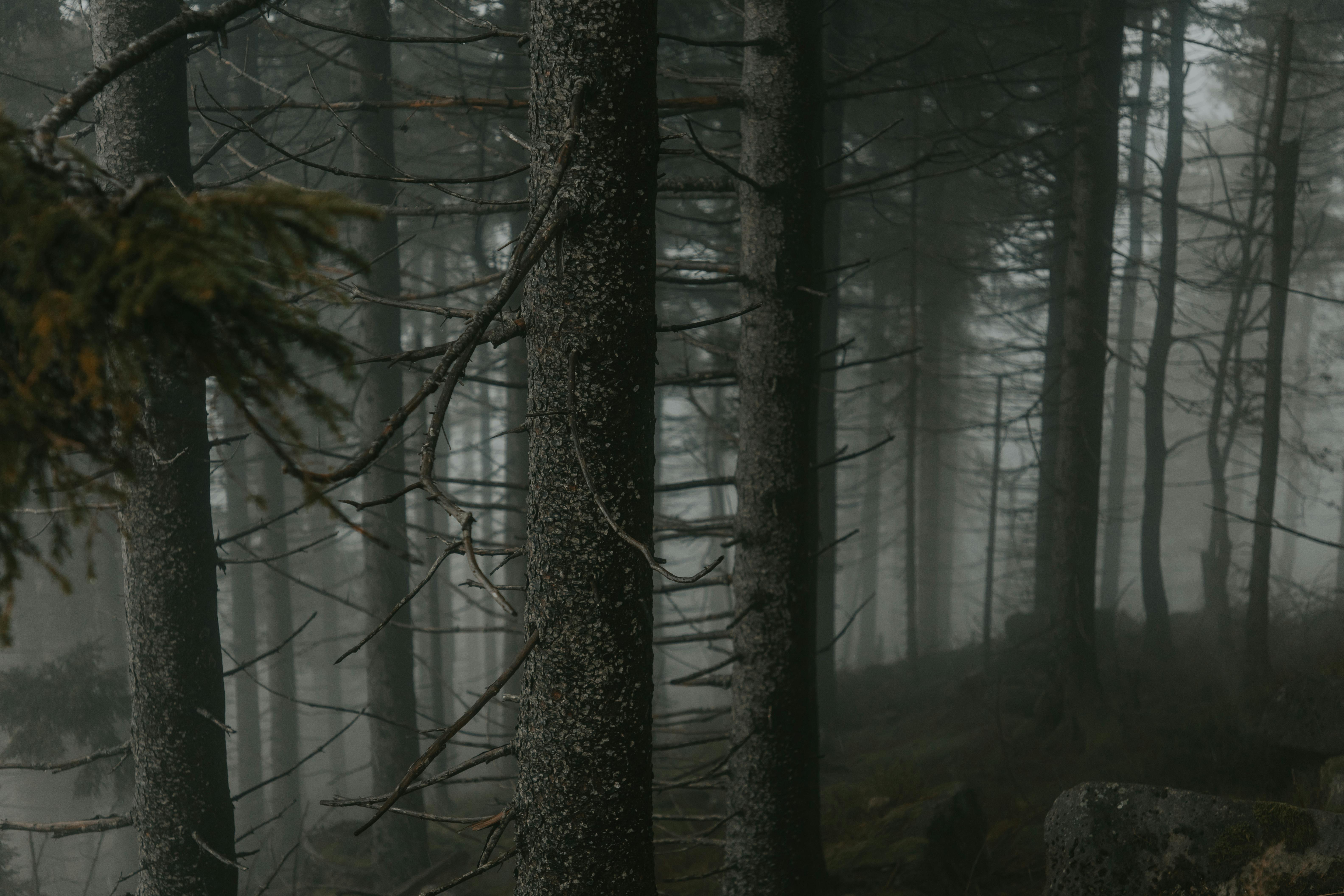 moody misty forest in black forest germany