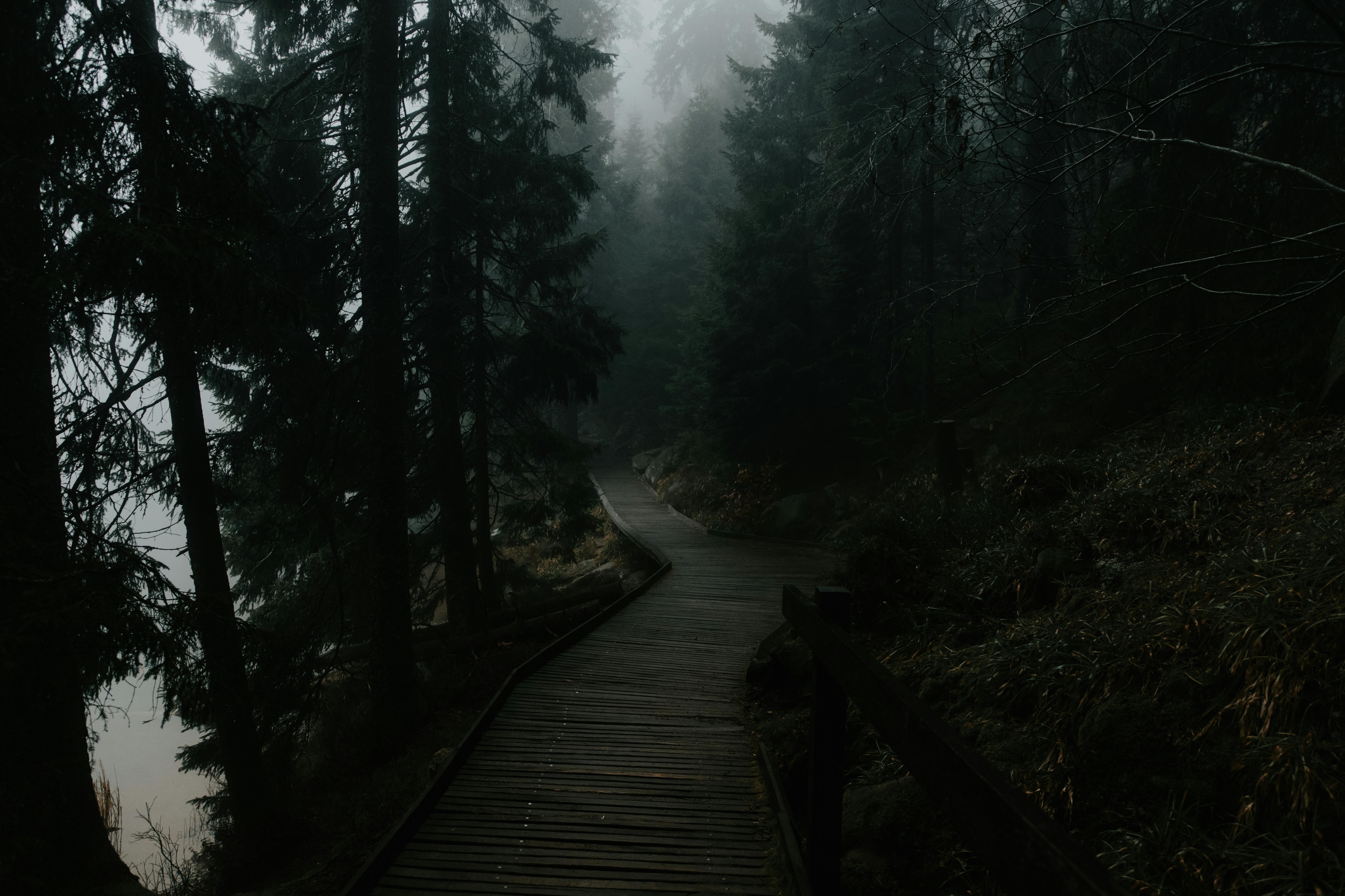 moody forest pathway in dark foggy landscape