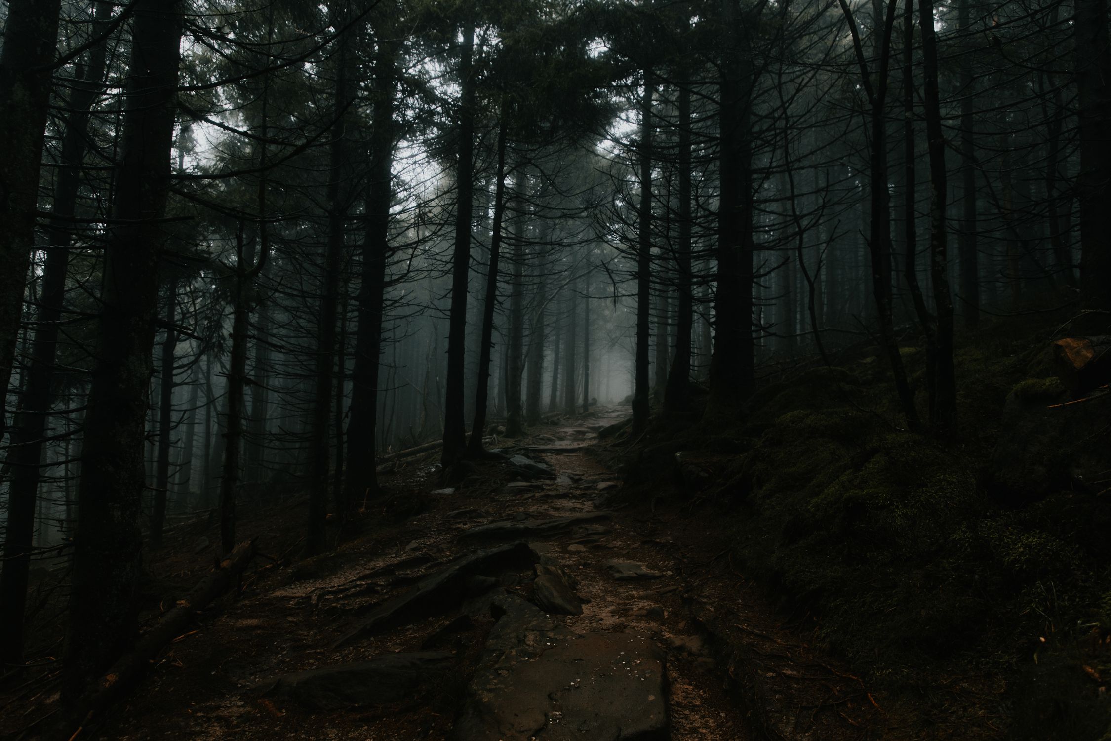 Forest Dramatic Moody Foggy Path in Dark Forest Landscape · Free Stock Photo