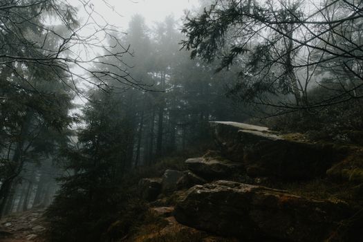 Serene misty forest scene with rocks and dense trees, exuding a moody atmosphere.