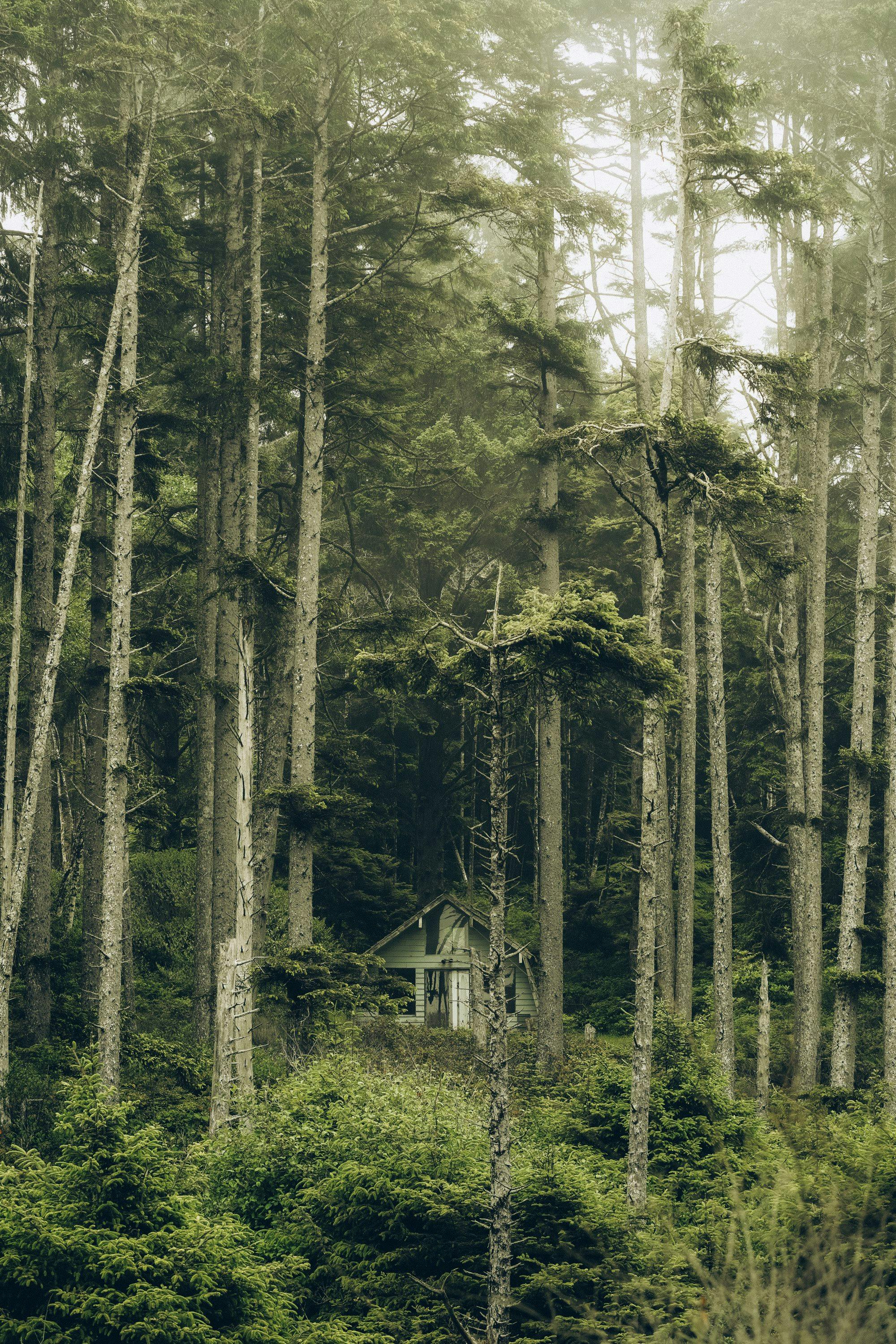 A secluded cabin nestled amidst towering trees in a lush, misty forest.
