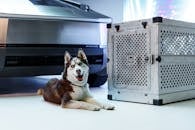Siberian Husky with Futuristic Vehicle and Crate