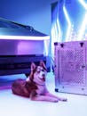 Siberian Husky with Futuristic Vehicle and Crate
