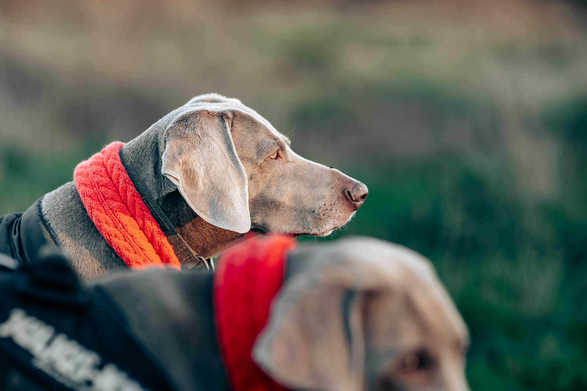 Two Weimaraner dogs wearing red scarves outdoors on a winter day.