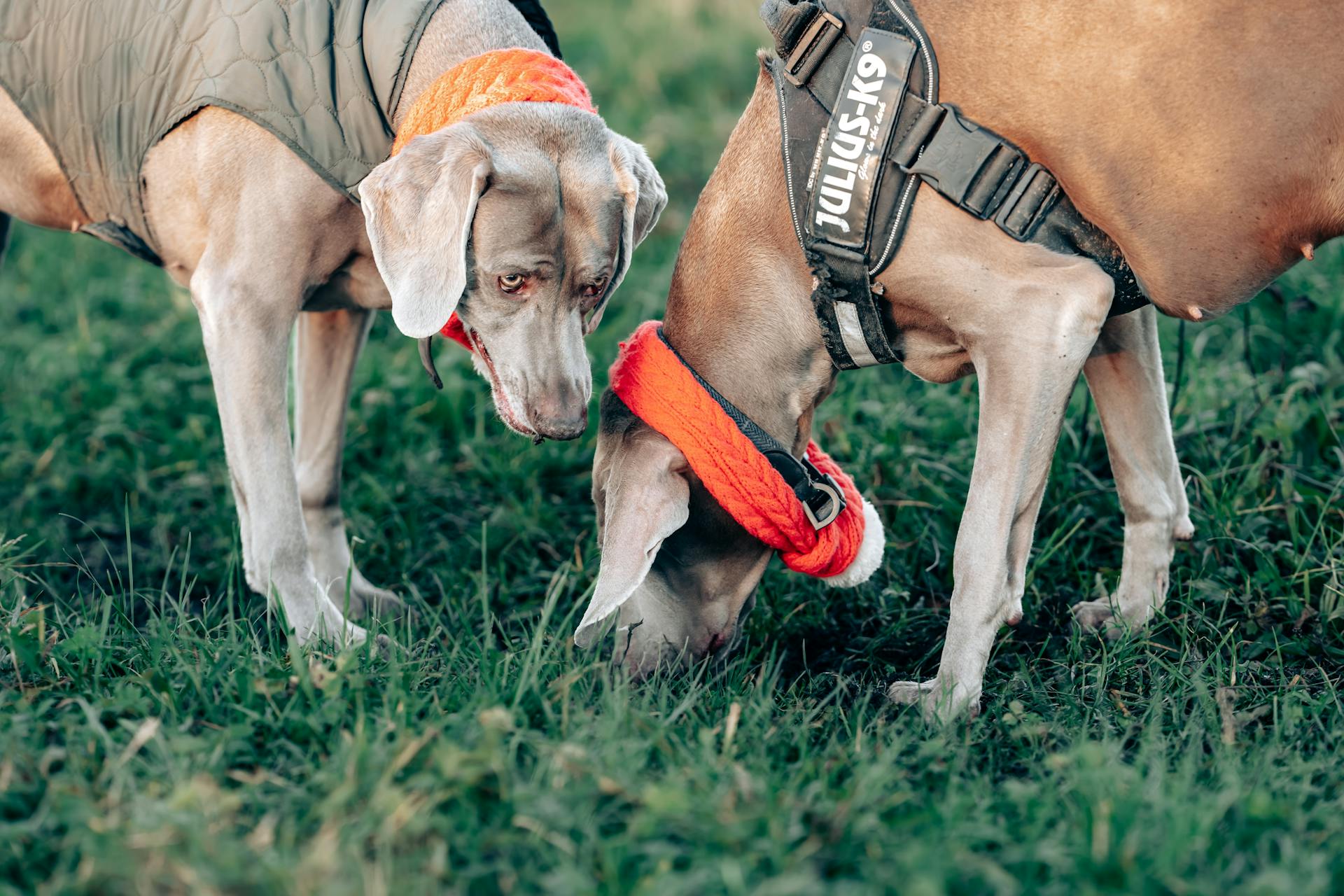 Two Weimaraner dogs sniffing grass, wearing vests and collars outdoors.