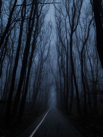 The Hollow Pines — photo by Helen Mur on Pexels