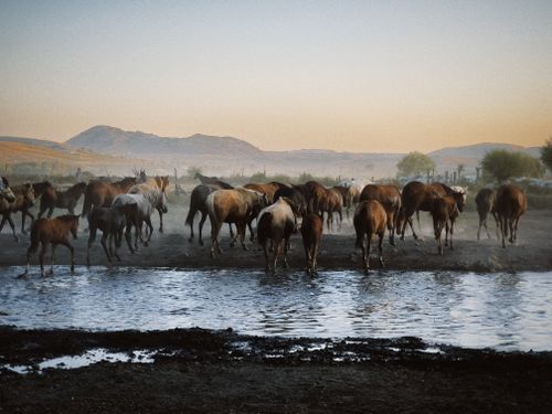 Free A herd of horses gathers by a watering hole in a tranquil landscape at dusk. Stock Photo