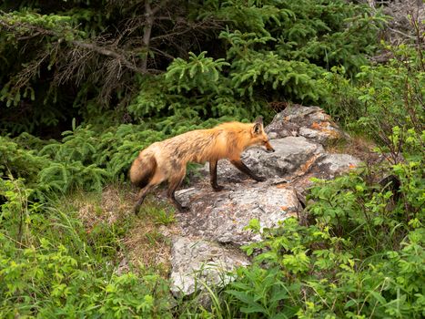 Red fox walking on rock amidst lush vegetation in Rimouski, Canada.