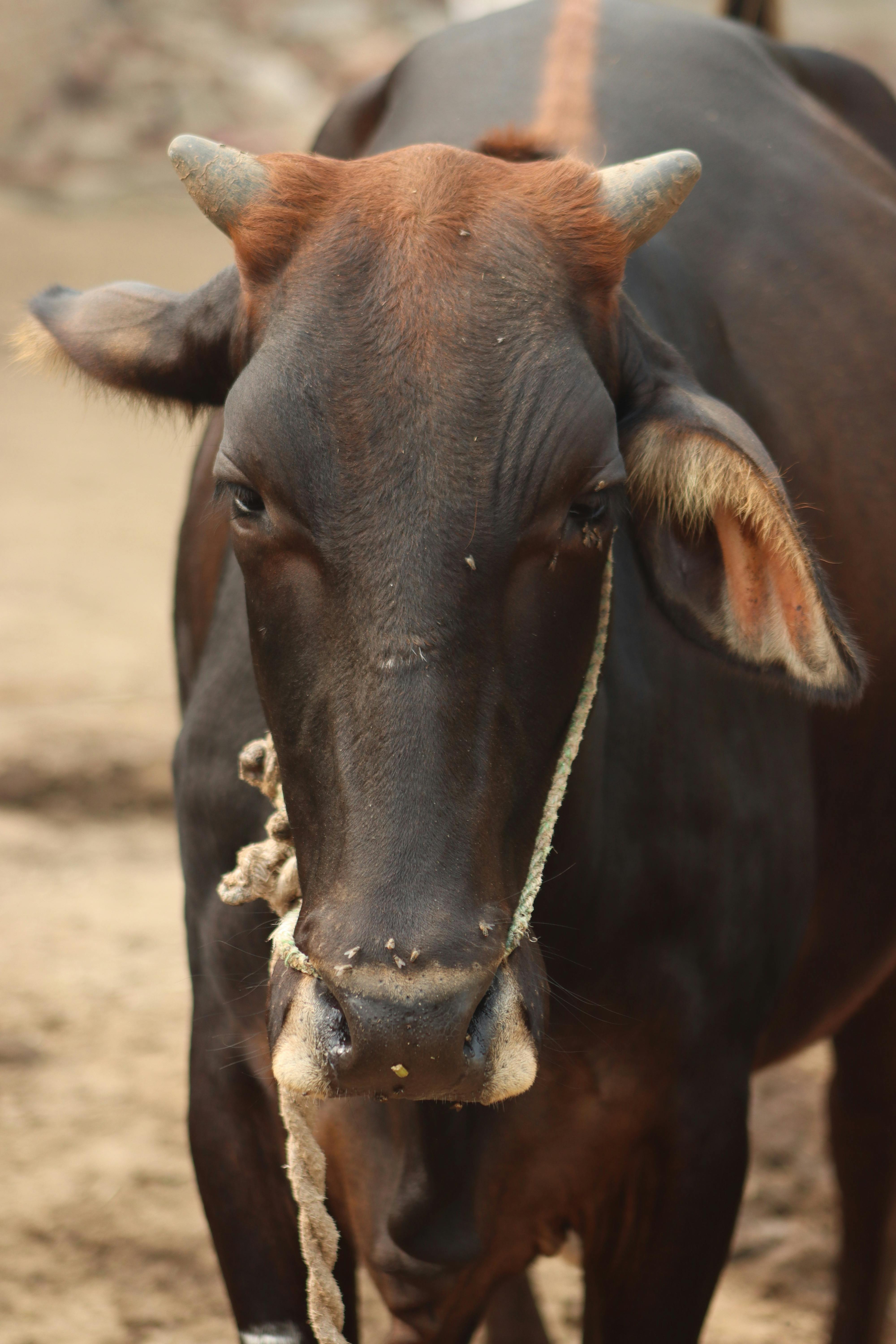 A detailed close-up shot of a brown cow with horns and a rope outdoors.