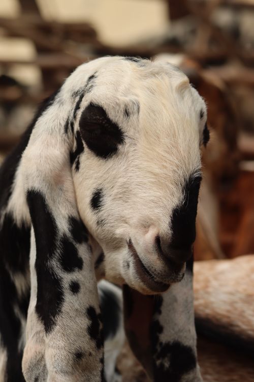 Free Adorable young spotted goat in a rustic barn setting, showcasing natural beauty. Stock Photo