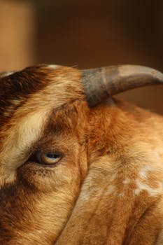 Detailed close-up of a goat's eye with focus on the texture of the horn.