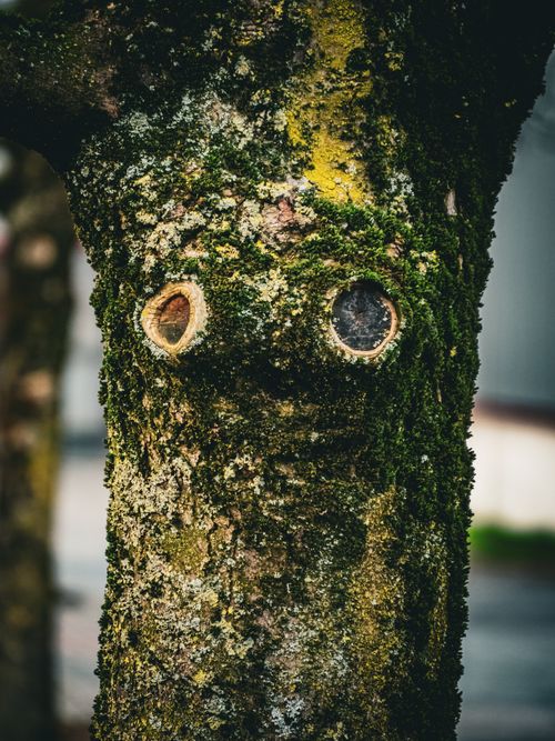 Free Close-up of a tree trunk with moss and unique eye-like patterns. Stock Photo