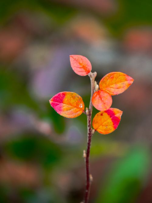 Free Colorful autumn leaves in focus with a blurred green background, capturing nature's vivid details. Stock Photo