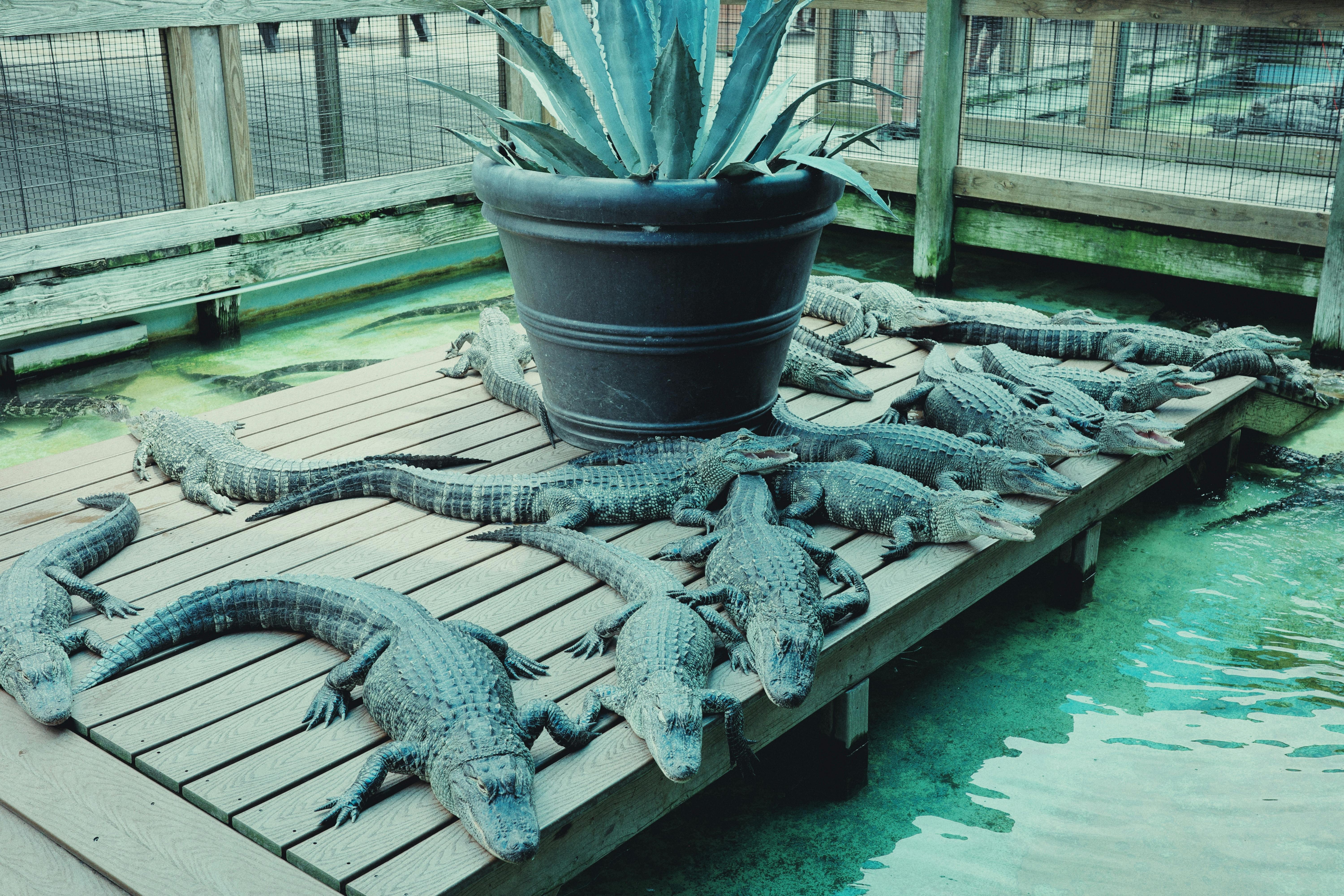 Alligators resting on a wooden deck beside a pond in a zoo setting.