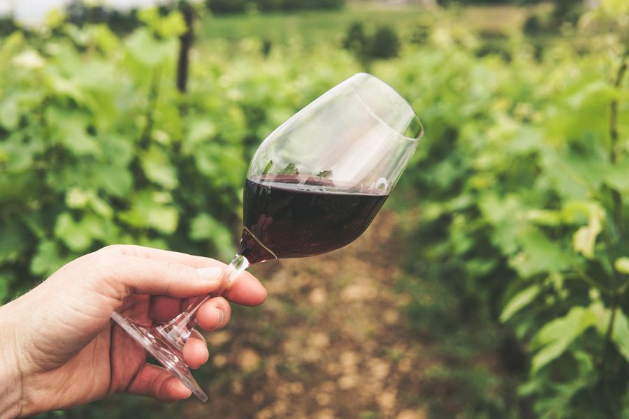 A glass of deep red wine held in a vineyard
