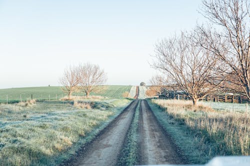 Via Tra Alberi Nudi