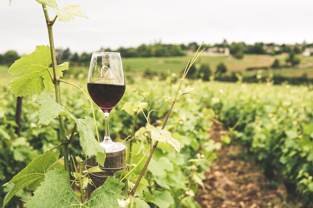 La Bourgogne en vendanges : un seul cépage, mille visages