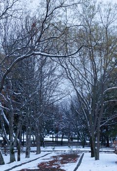 Serene winter scene of snow-covered trees in Ankara, Türkiye.