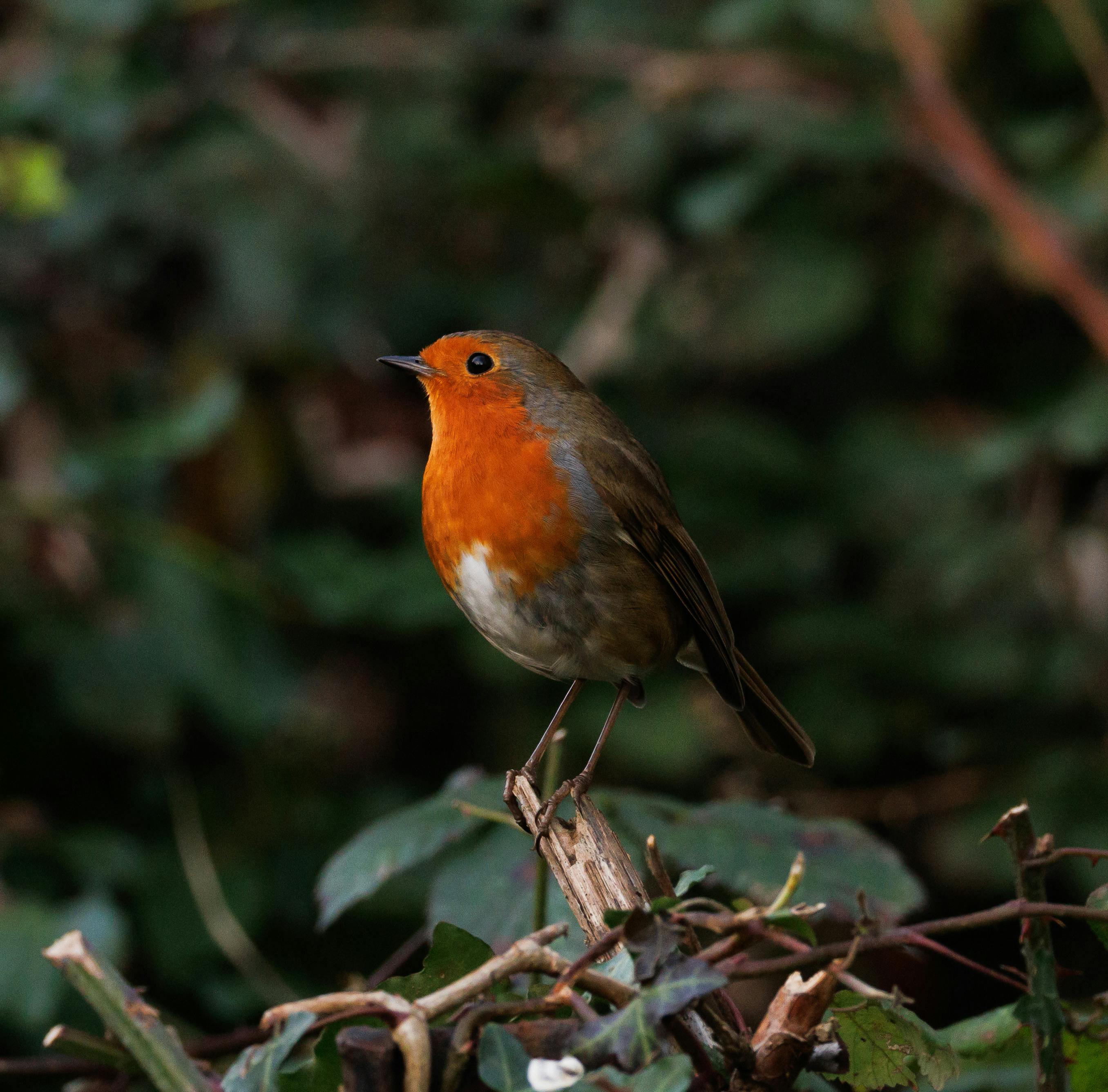 Close-up of a European Robin perched on a branch in a natural setting.