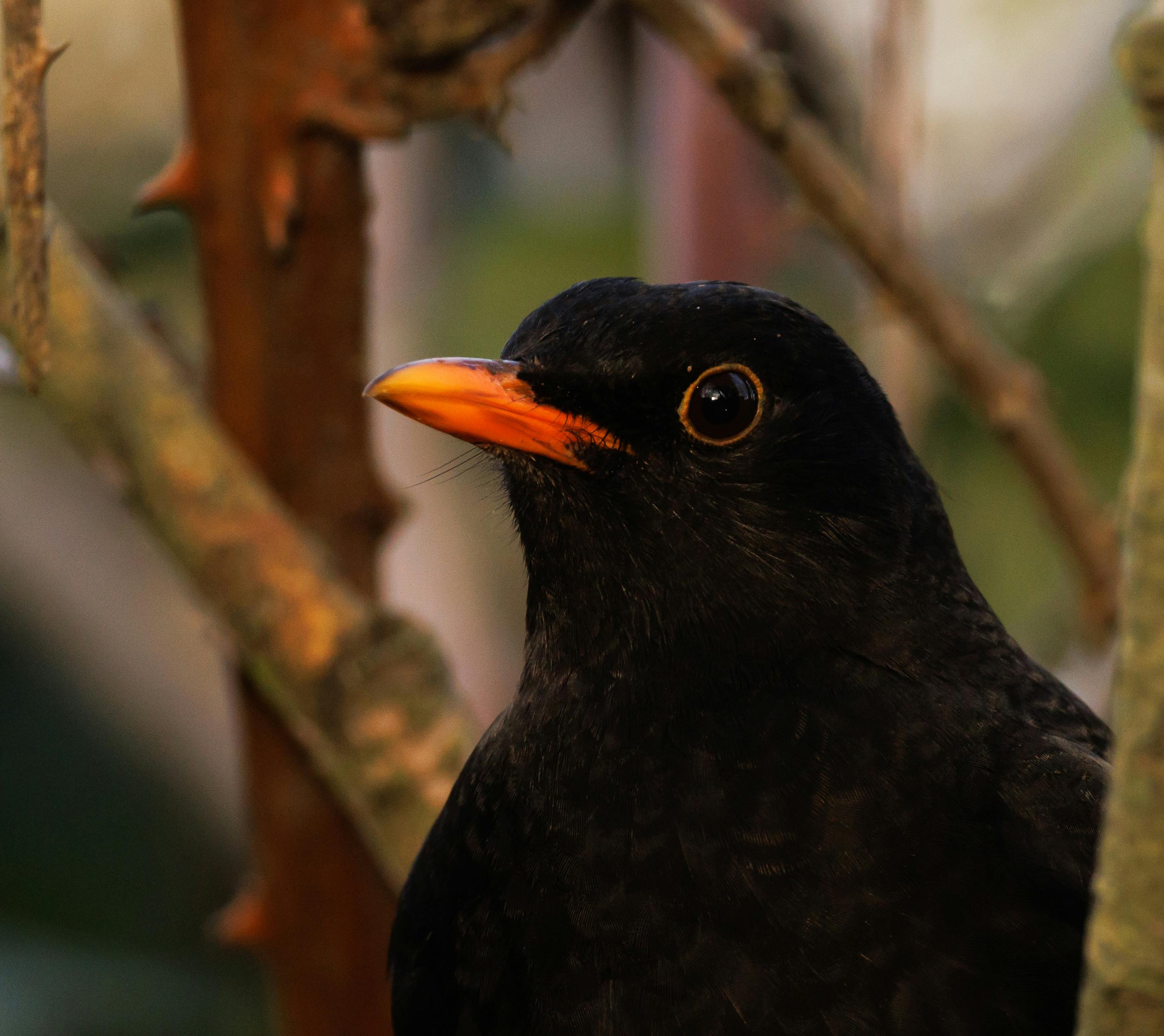 ブラックバード blackbird バケットハット 柿の葉 niceness Close-up of a Blackbird in Natural Habitat · Free Stock Photo