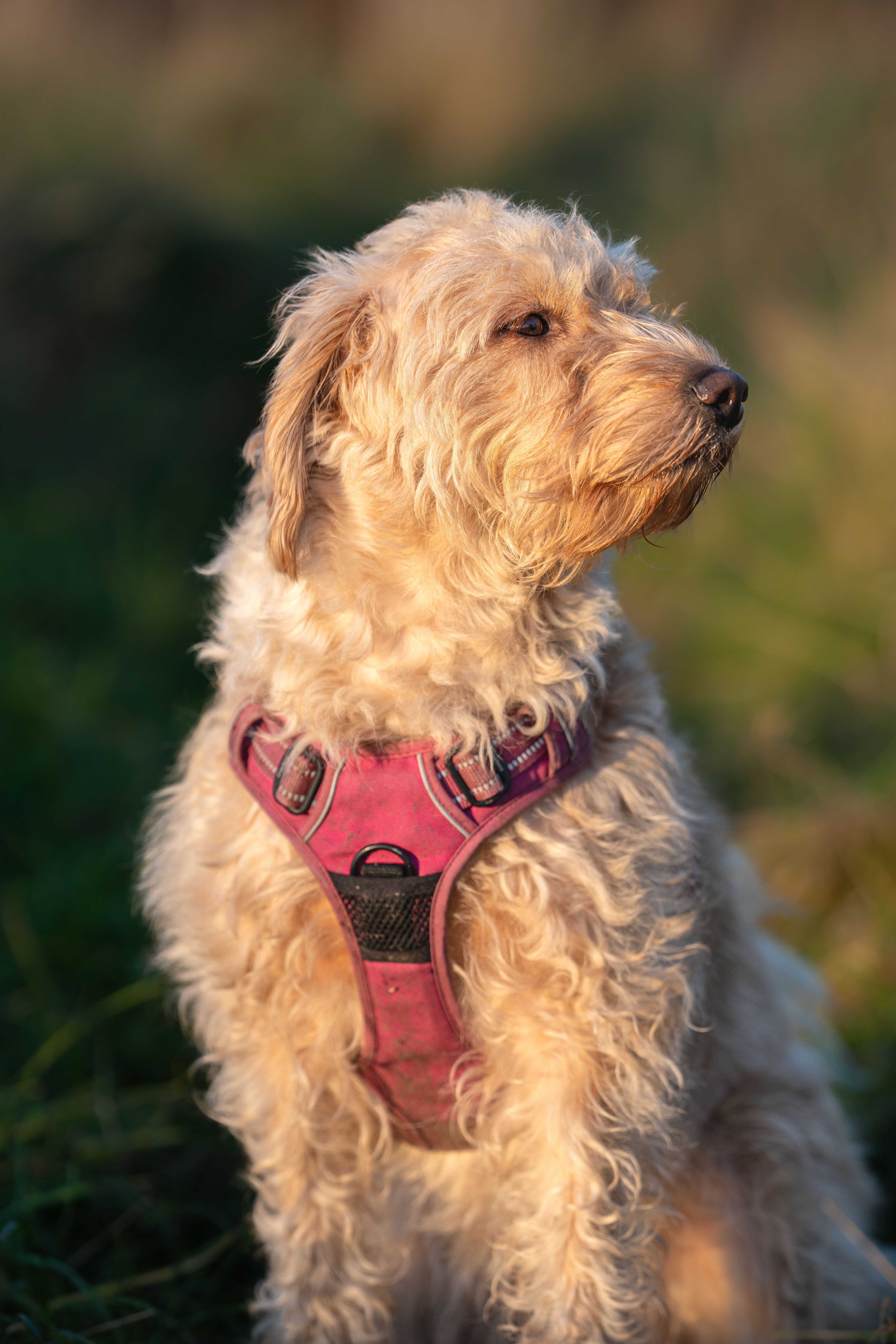 Curly-haired dog wearing a pink harness, sitting comfortably outdoors.