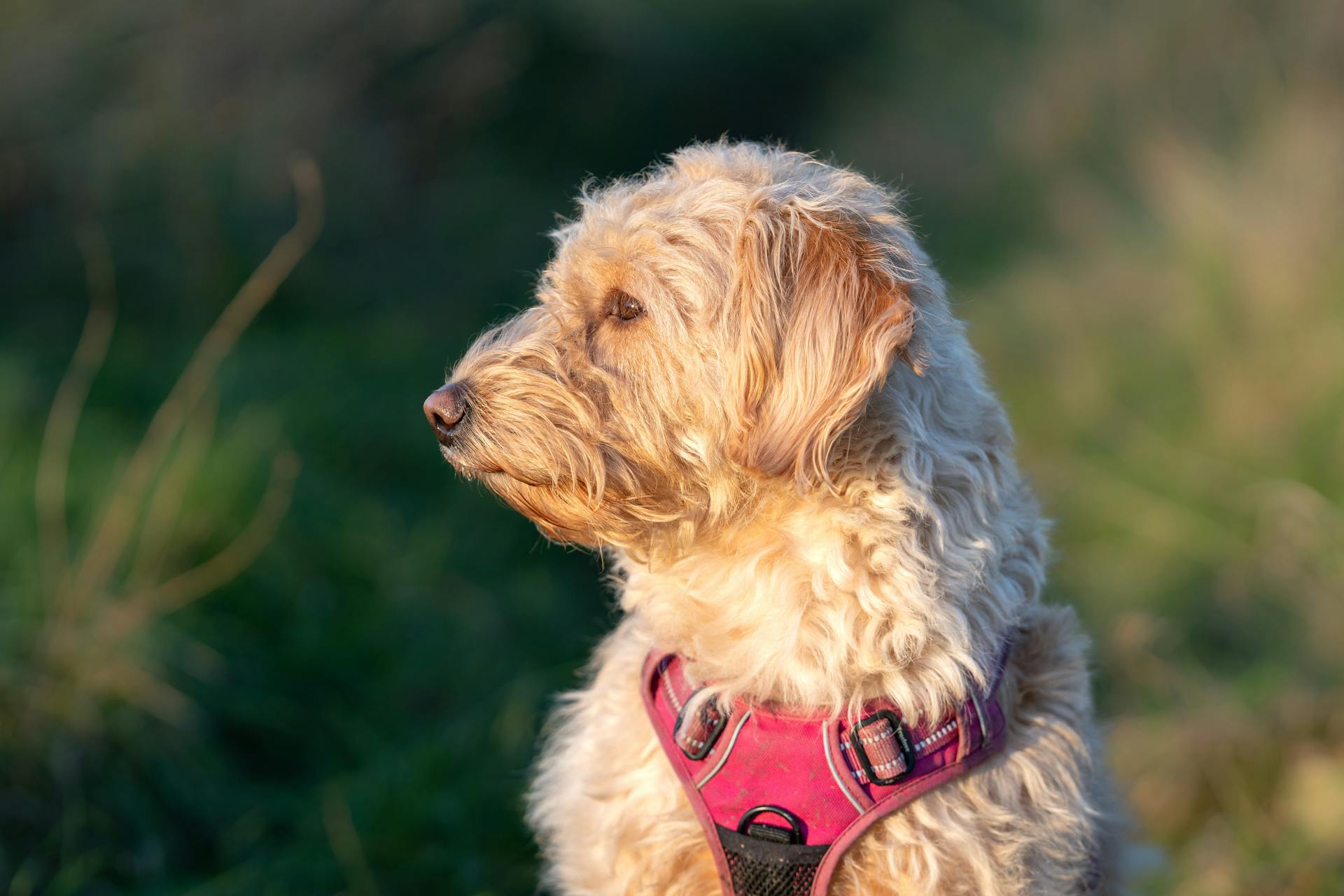 Profile view of a Goldendoodle dog sitting outdoors with lush green background.