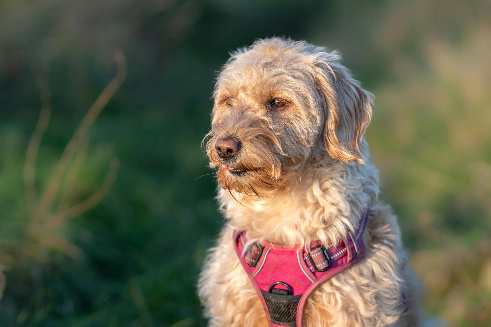 A Labradoodle wearing a pink harness enjoys a sunny day outdoors.