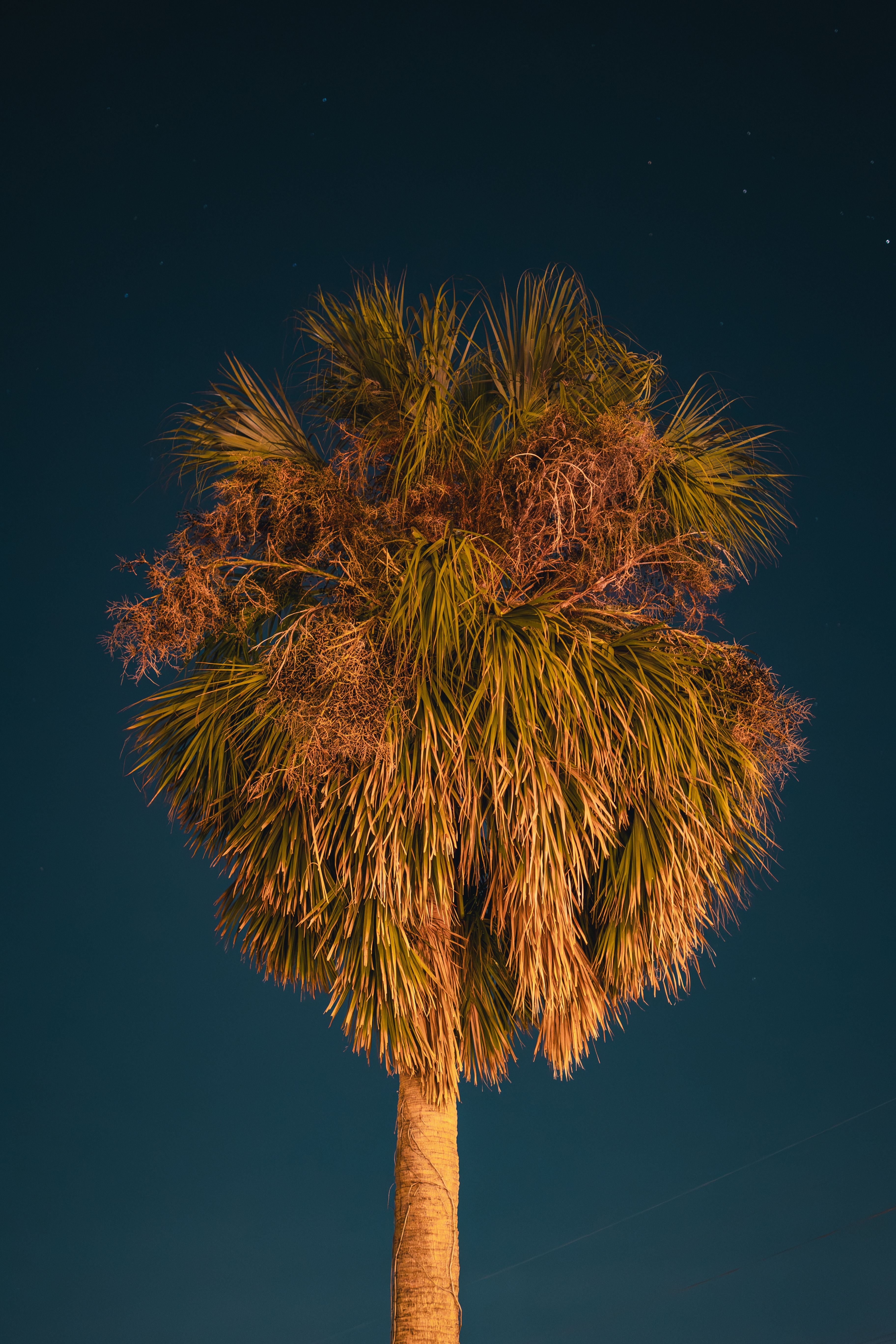 A lush palm tree under a starry night sky, offering a tropical and tranquil feel.