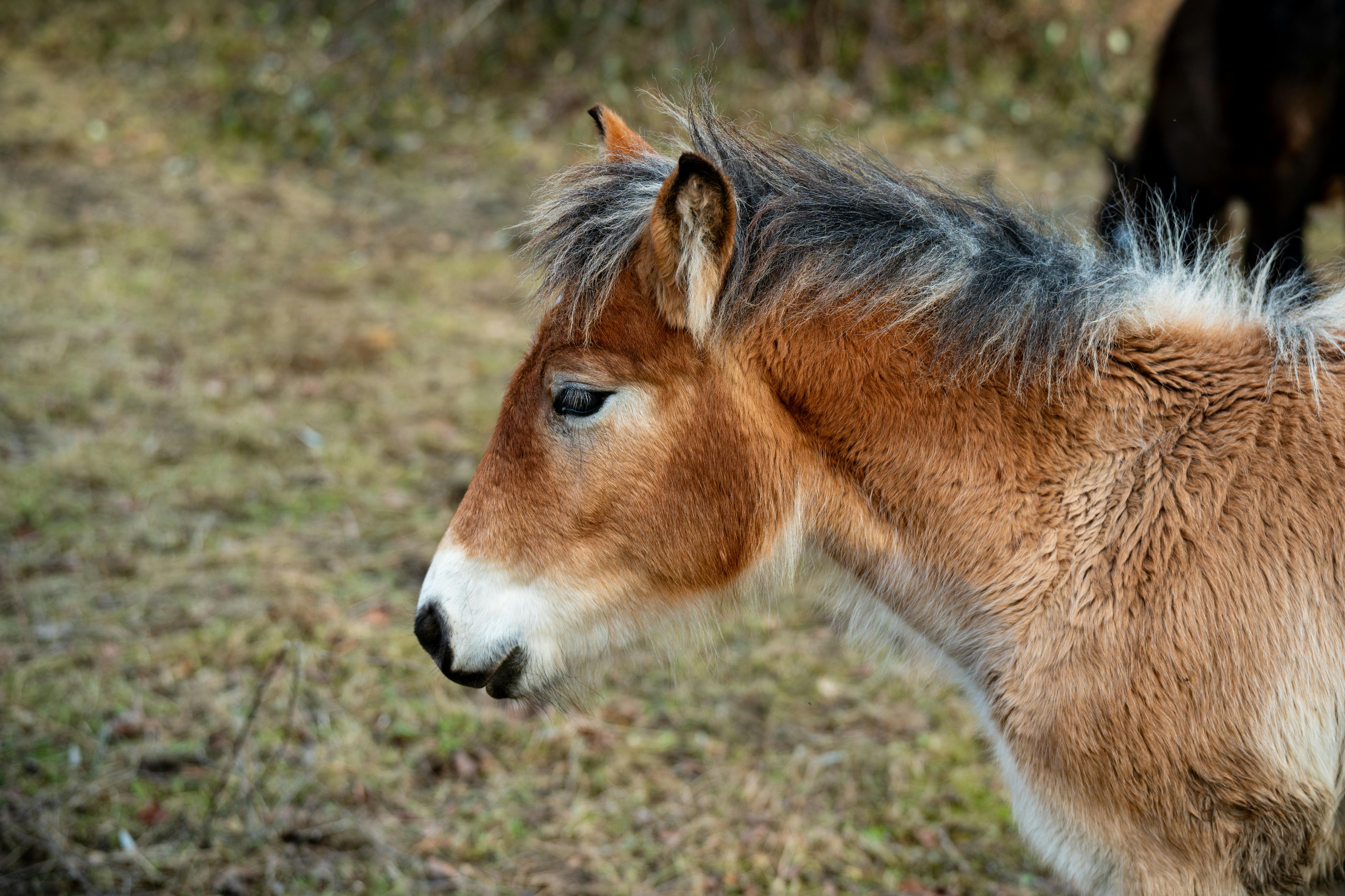 close up of a przewalski s horse in natural habitat