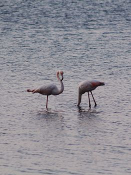 flamingo photo
