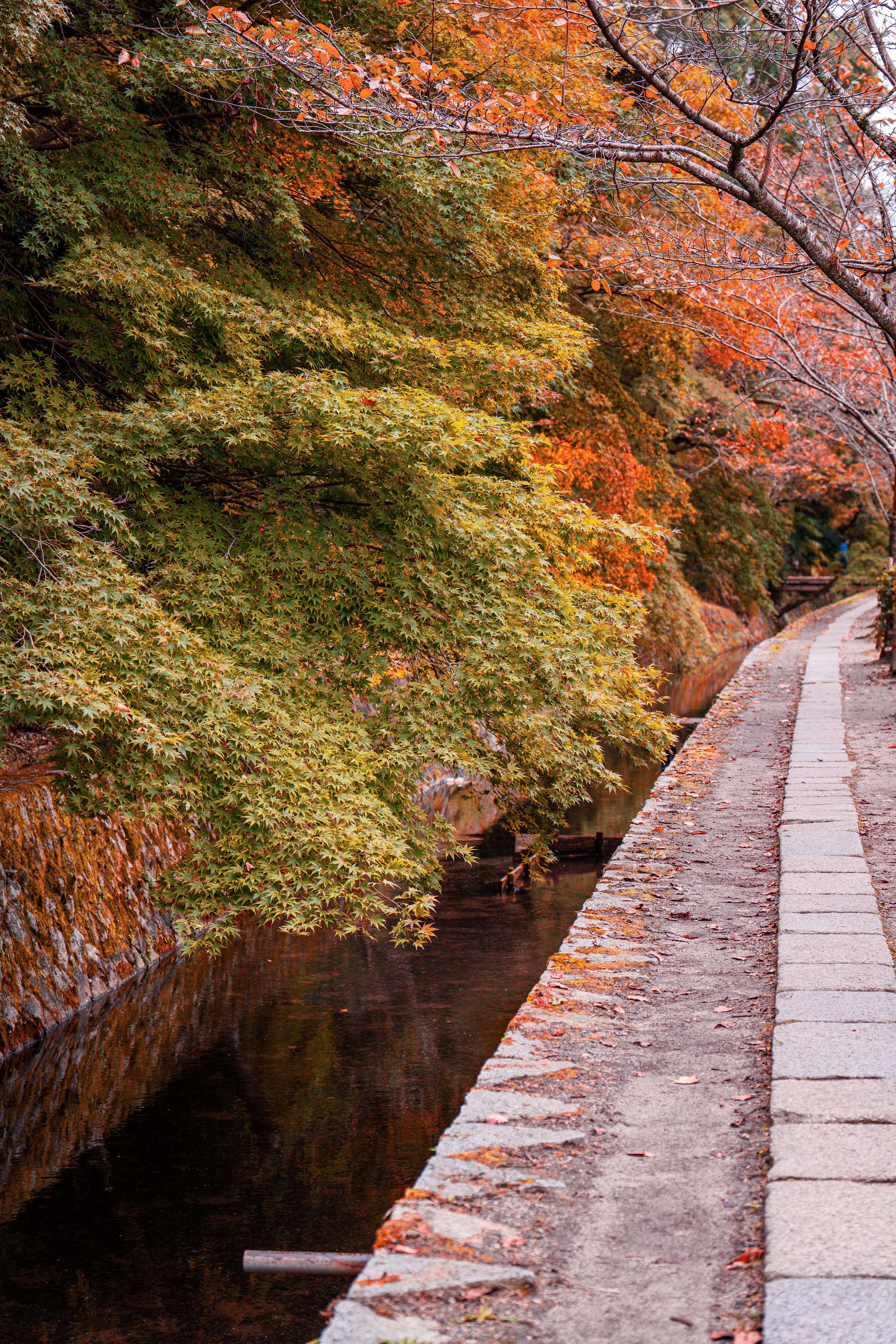 Serene Autumn Pathway in Kyoto Japan · Free Stock Photo