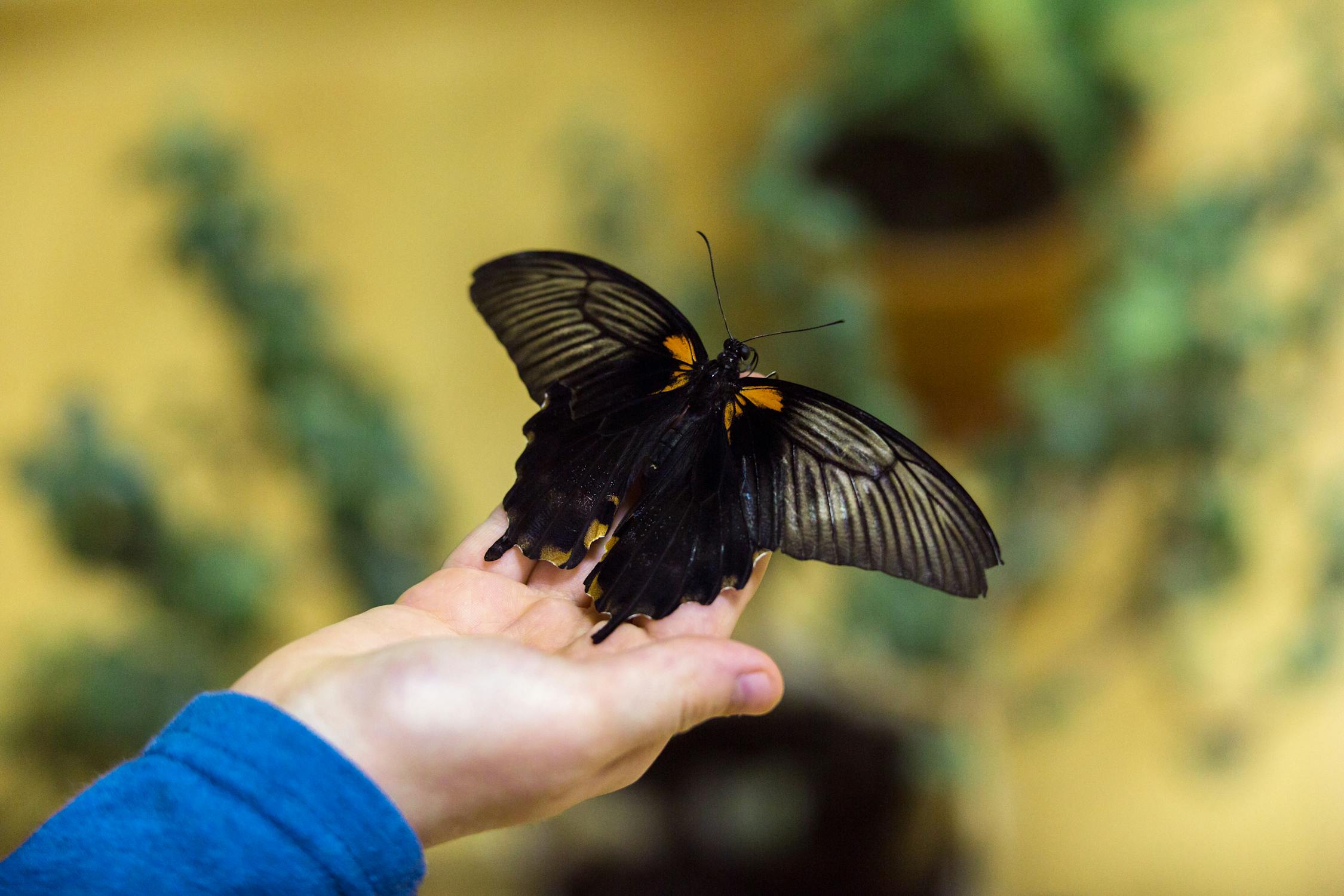 Hand Holding Beautiful Black Butterfly in Garden