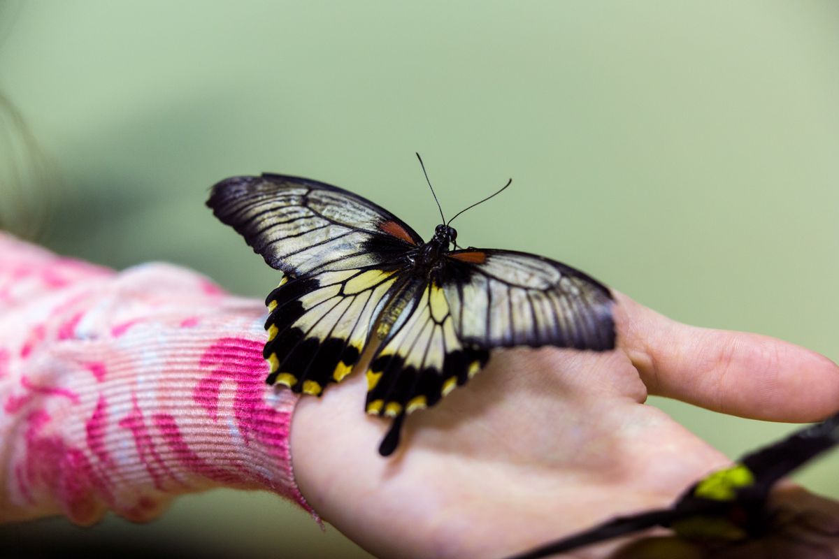 Children Hand Photos Download The BEST Free Children Hand Stock Photos Children hand photos download the best free children hand stock photos