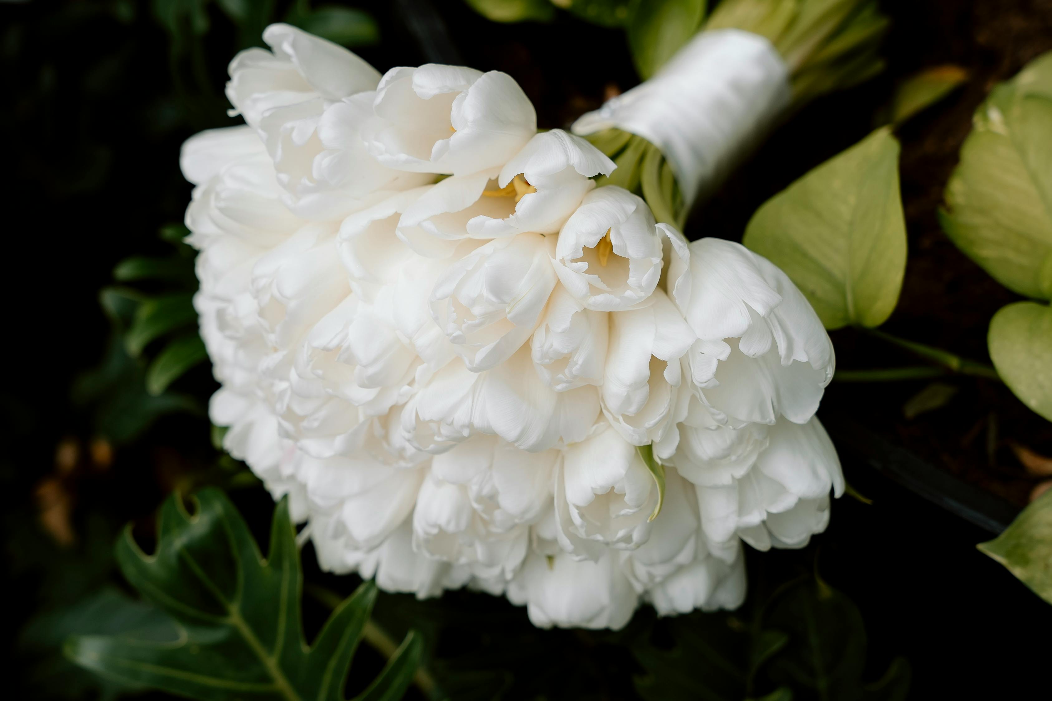 elegant white tulip bouquet close up