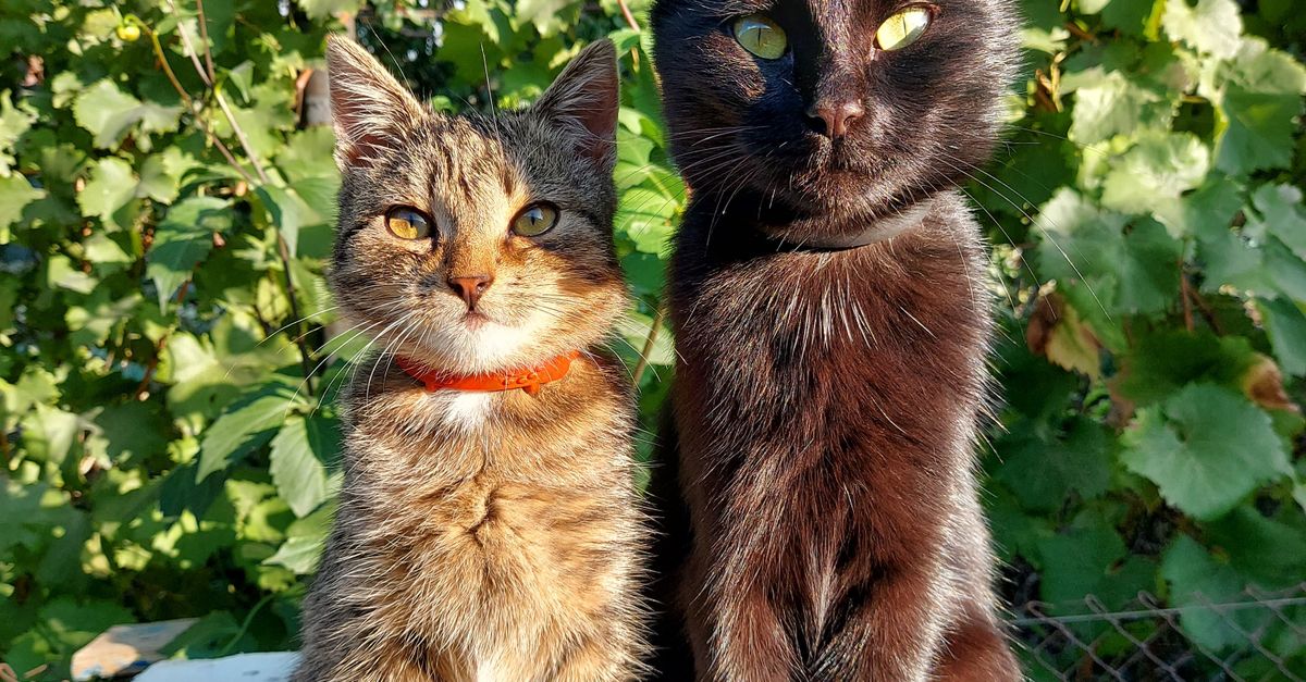 Charming Cats Posing In Sunlit Garden Free Stock Photo charming-cats-posing-in-sunlit-garden-free-stock-photo