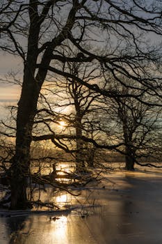 Capture of sunrise through leafless oak trees reflecting on a frozen field in winter.