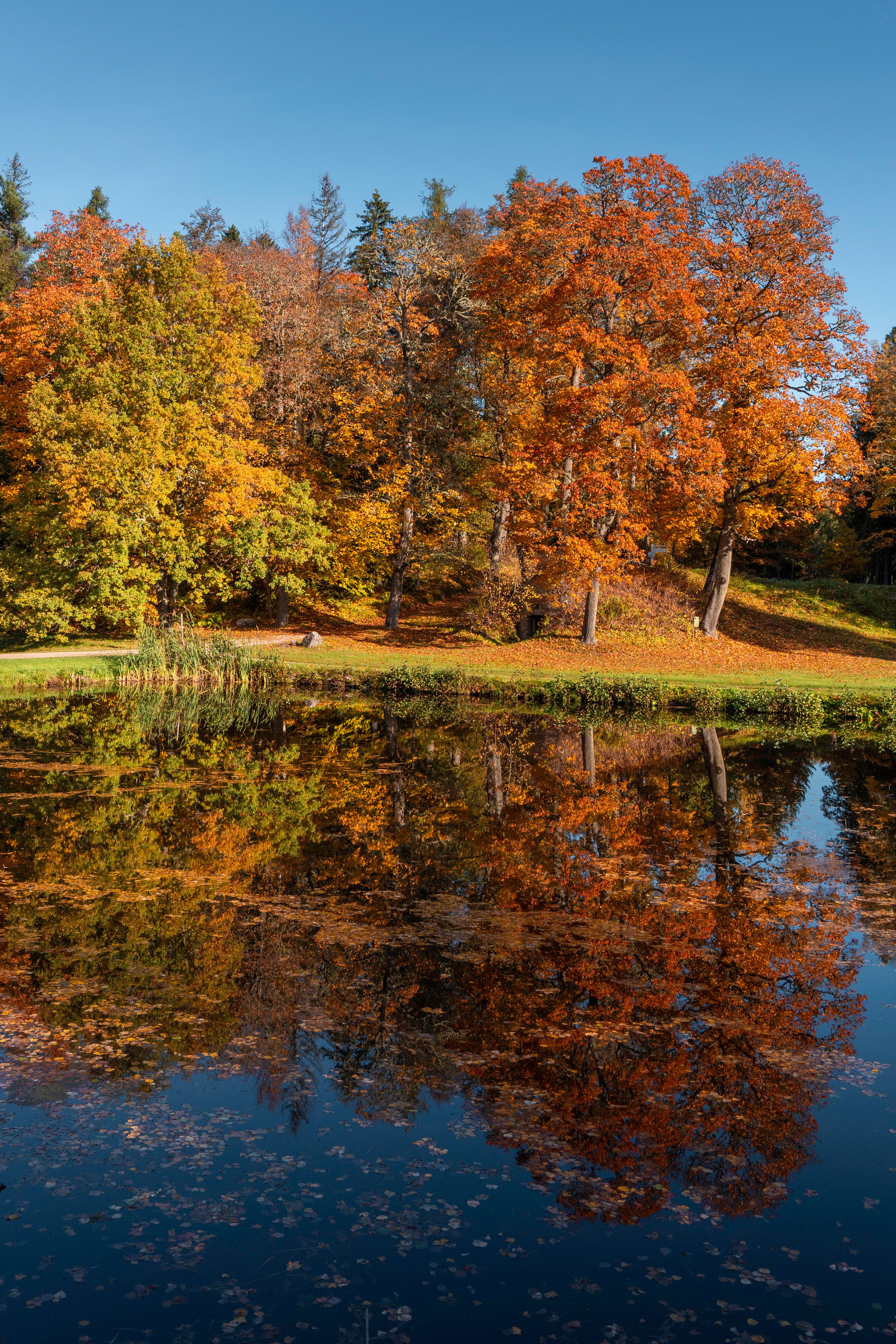 Autumn Trees Reflecting in a Tranquil Lake · Free Stock Photo