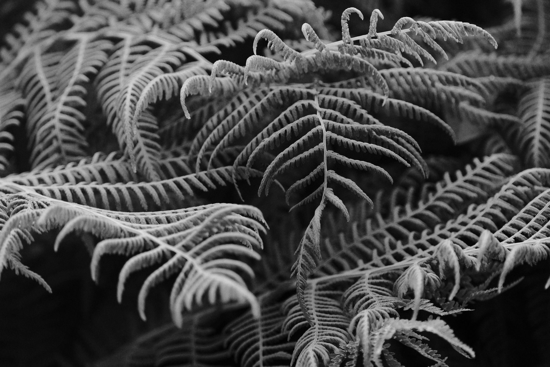 Black and white close-up of delicate fern leaves showcasing intricate details.