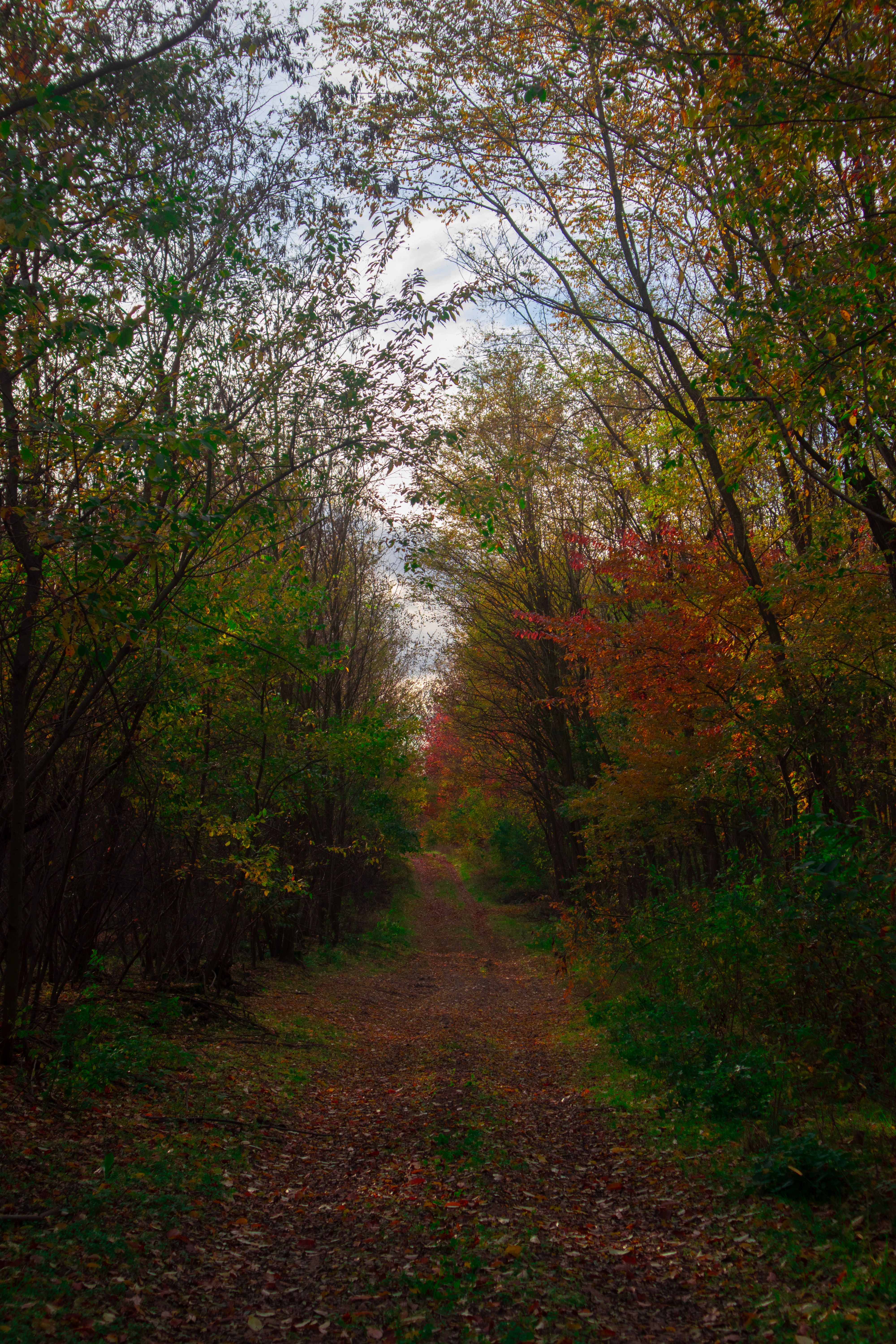 Serene Forest Pathway in Autumn Colors · Free Stock Photo